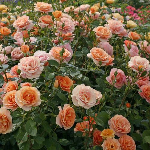 Pomarańczowy - Róże pienne - z kwiatami bukietowymi - korona krzaczasta